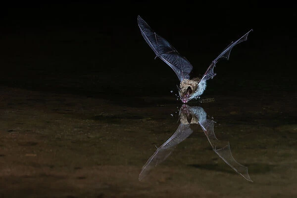 Long-eared myotis bat drinking on the fly, USA Arizona
