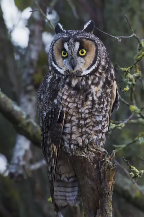 Framed Print : Long-eared Owl Framed Print : Long-eared Owl