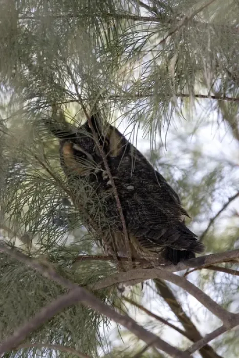 Framed Print : Long-eared owl in Anza-Borrego Desert State Park CA Framed Print : Long-eared owl in Anza-Borrego Desert State Park CA