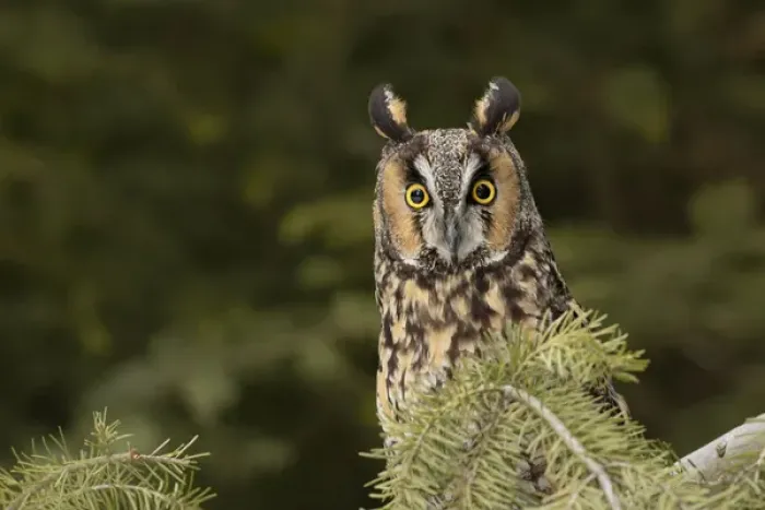 Framed Print : Long-eared Owl, Asio otus (Captive) Montana Framed Print : Long-eared Owl, Asio otus (Captive) Montana