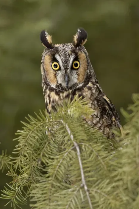 Framed Print : Long-eared Owl, Asio otus (Captive) Montana Framed Print : Long-eared Owl, Asio otus (Captive) Montana