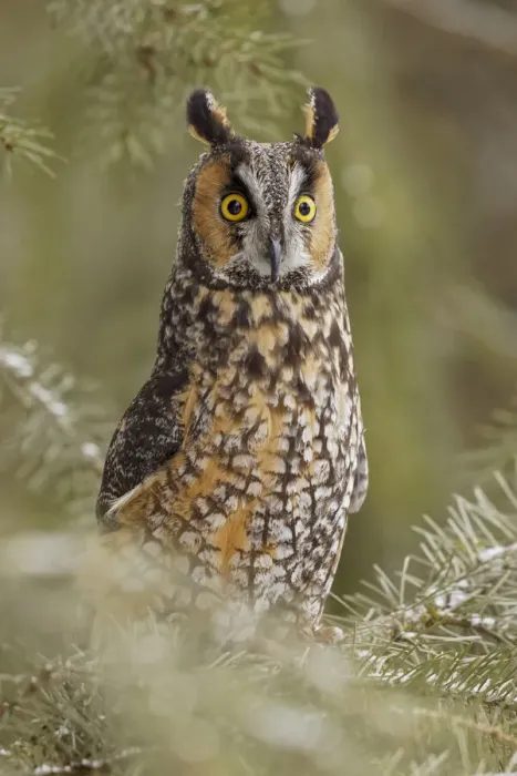 Framed Print : Long-eared owl, Asio otus, controlled situation, Montana Framed Print : Long-eared owl, Asio otus, controlled situation, Montana