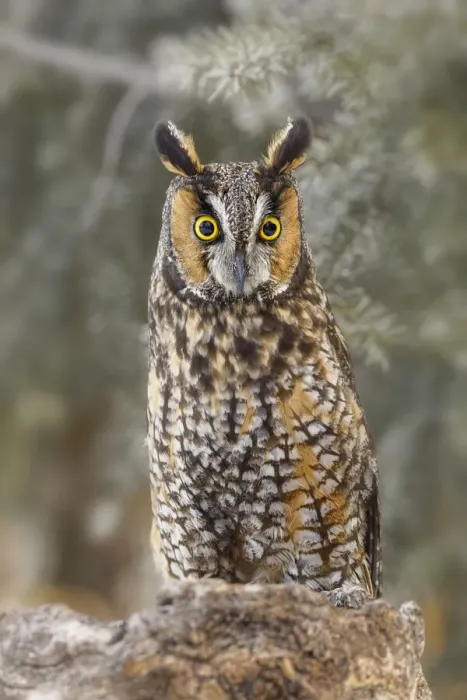 Framed Print : Long-eared owl, Asio otus, controlled situation, Montana