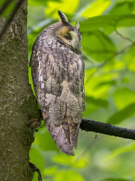 Long-eared owl (Asio otus). National Park Bavarian Forest, enclosure