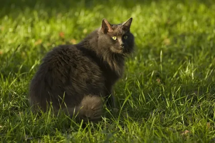 Framed Print : Long-haired cat sitting in the grass Florida backyard