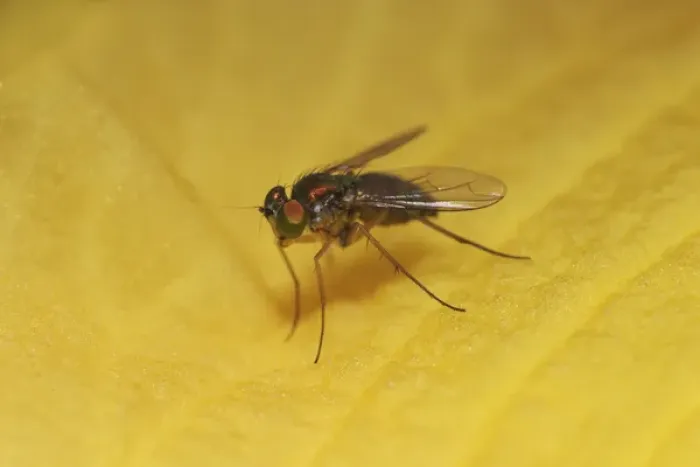Framed Print : Long-legged Fly, Dolichopus