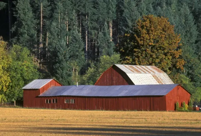Framed Print : Long red wooden barn with golden yellow grass field and tall Douglas firs on Framed Print : Long red wooden barn with golden yellow grass field and tall Douglas firs on