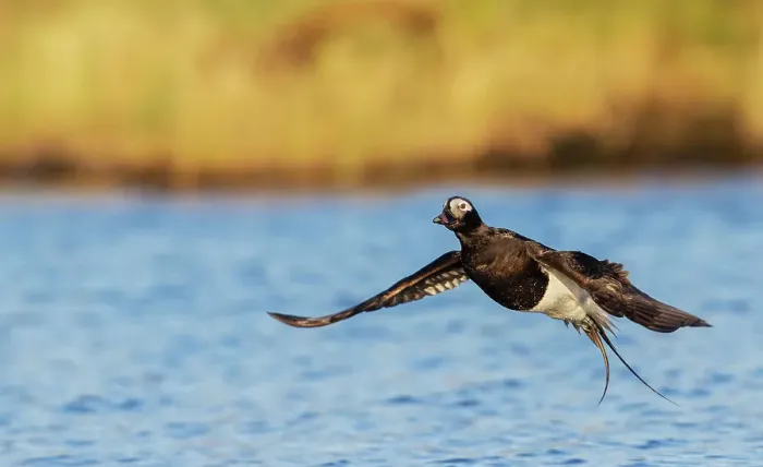 Framed Print : Long-tailed duck alighting, in a pond of the arctic tundra. Seward Peninsula, Alaska