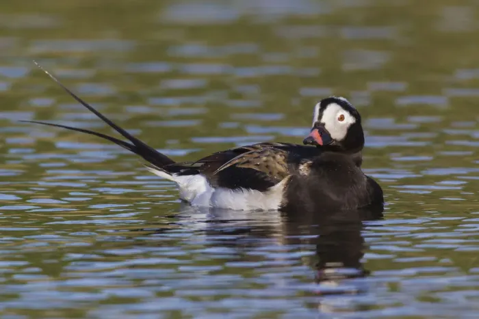 Framed Print : Long-tailed Duck (drake) Framed Print : Long-tailed Duck (drake)