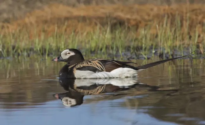 Framed Print : Long-tailed Duck, drake in arctic tundra pond Framed Print : Long-tailed Duck, drake in arctic tundra pond