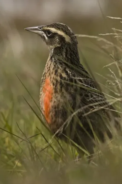 Framed Print : Long-tailed Meadowlark or Military Starling (Sturnella loyca falklandica) in colorful