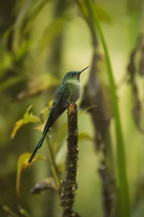 Framed Print : Long-tailed Sylph (Aglaiocercus kingi) Male Cloud forest, Tapichalaca Reserve