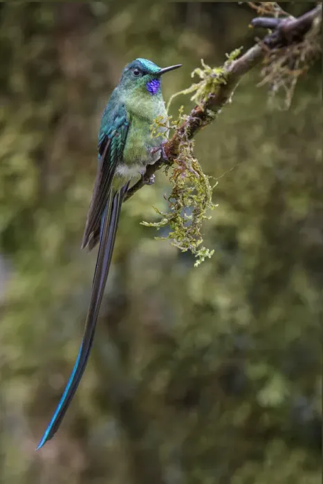 Framed Print : Long-tailed sylph, Ecuador