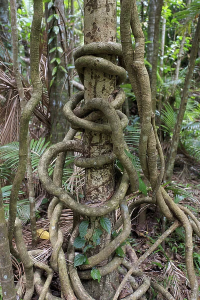 A long vine wraps itself around a rainforest tree beside the boardwalk connecting