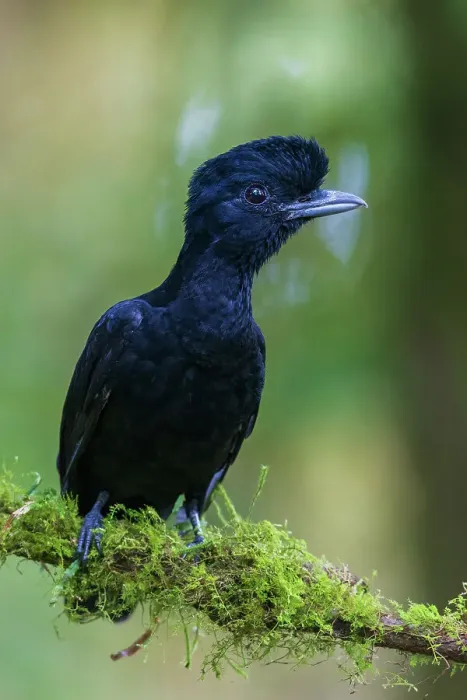 Framed Print : Long-wattled umbrella bird (female) at home in the beautiful cloud forest of Ecuador