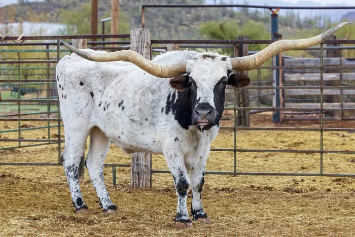 Framed Print : Longhorn bull on a ranch in Arizona, USA Framed Print : Longhorn bull on a ranch in Arizona, USA