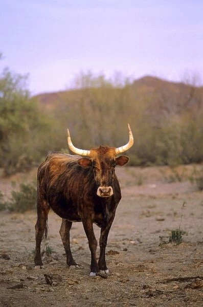 Longhorn cattle in Arizona