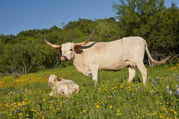 Longhorn cattle on central Texas ranch