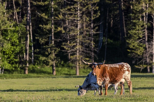 Longhorn cattle in lush pasture near Whitefish, Montana, uSA