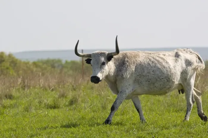 Framed Print : Longhorn cow near Pawhuska Oklahoma