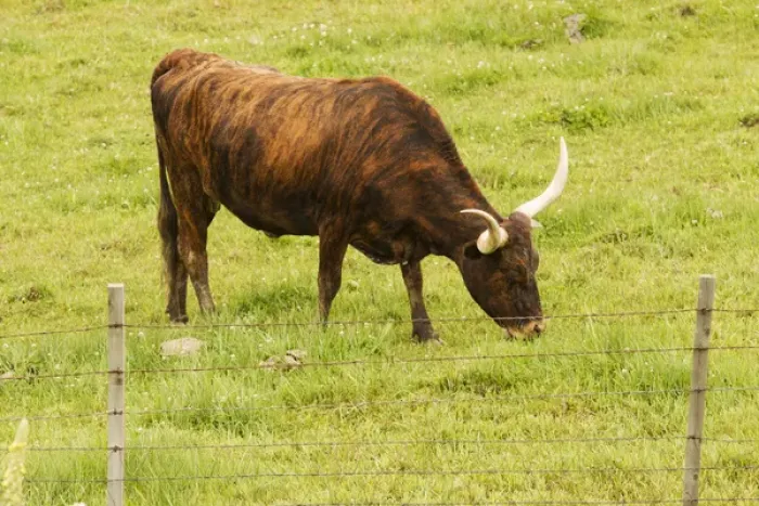 Framed Print : Longhorn grazing in green pasture Framed Print : Longhorn grazing in green pasture