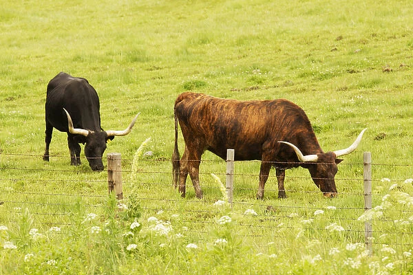 Longhorn grazing in green pasture
