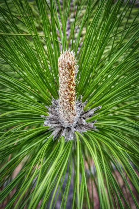 Framed Print : Longleaf Pine