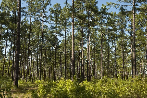 Longleaf Pine Forest (Pinus palustris) Once dominated the southern landscape