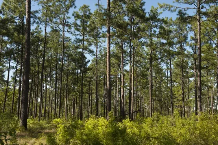 Framed Print : Longleaf Pine Forest (Pinus palustris) Once dominated the southern landscape