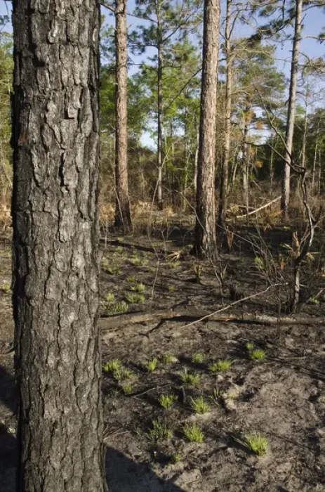 Framed Print : Longleaf Pine Forest (Pinus palustris) after prescribed burn Once dominated