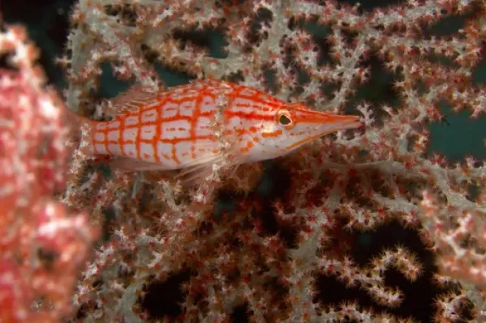 Framed Print : Longnose Hawkfish (Oxycirrhites typus) Banda Sea, Indonesia (RF) Framed Print : Longnose Hawkfish (Oxycirrhites typus) Banda Sea, Indonesia (RF)