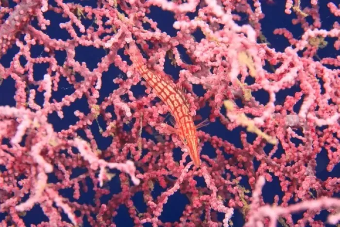 Framed Print : Longnose Hawkfish, Tulamben, North Bali, Indonesia Framed Print : Longnose Hawkfish, Tulamben, North Bali, Indonesia