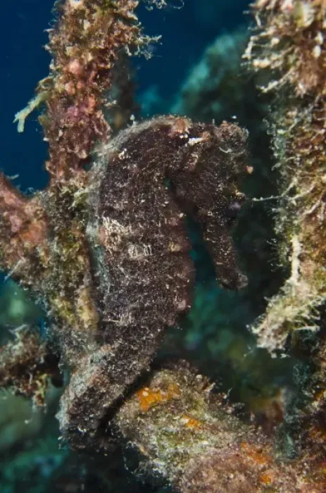 Framed Print : Longsnout Seahorse (Hippocampus reidi), Bonaire, Netherlands Antilles, Caribbean Framed Print : Longsnout Seahorse (Hippocampus reidi), Bonaire, Netherlands Antilles, Caribbean