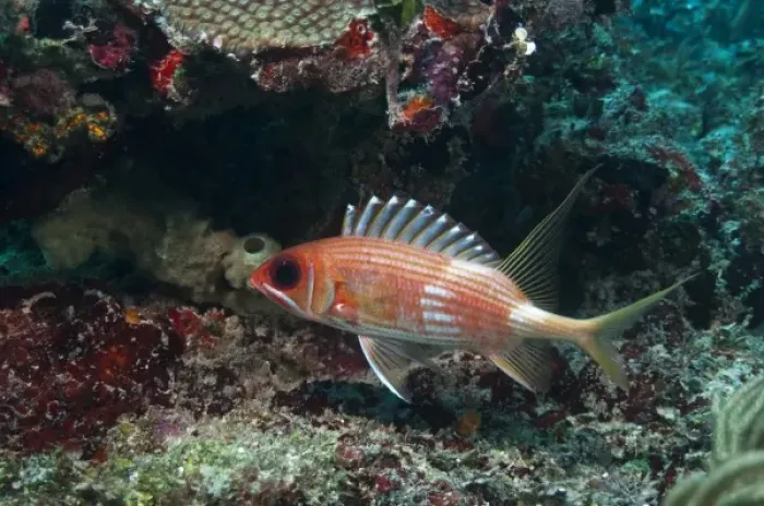 Framed Print : Longspine Squirrelfish (Holocentrus rufus), Xcalac Marine Reserve, Mahahual Peninsula