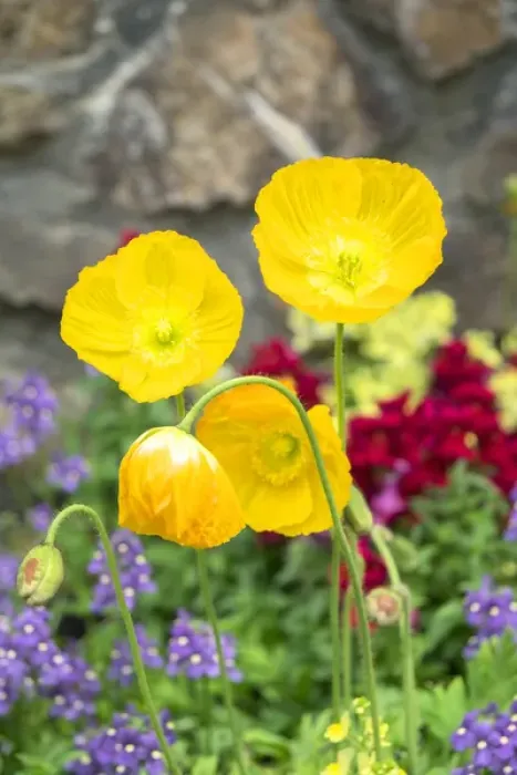 Framed Print : Longwood Gardens, Iceland Poppy, Kennett Square, Pennsylvania, USA