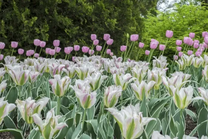 Framed Print : Longwood Gardens, spring flowers, Kennett Square, Pennsylvania, USA