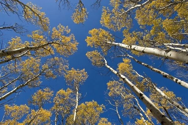 Looking up at an aspen grove in peak fall color in Glacier National Park in Montana