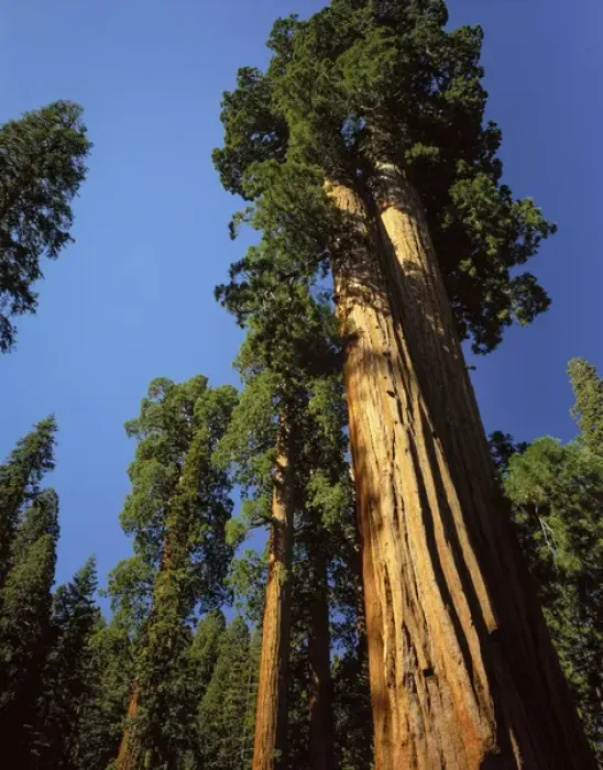 Framed Print : Looking up a Giant Sequoia tree in Giant Forest, Sequoia Kings Canyon National Park Framed Print : Looking up a Giant Sequoia tree in Giant Forest, Sequoia Kings Canyon National Park