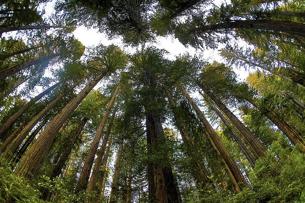 Looking up into grove of redwoods, Del Norte Coast Redwoods State Park, California