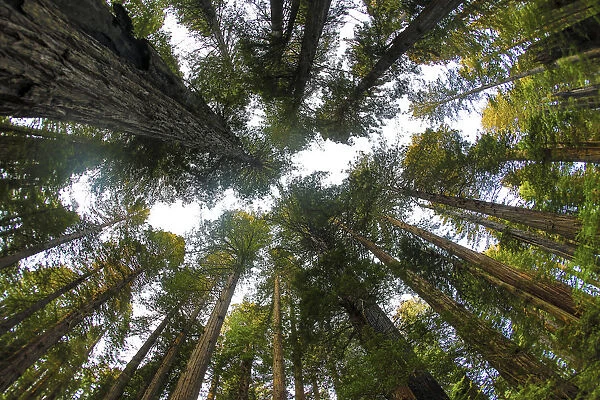 Looking up into grove of redwoods, Del Norte Redwoods State Park, California