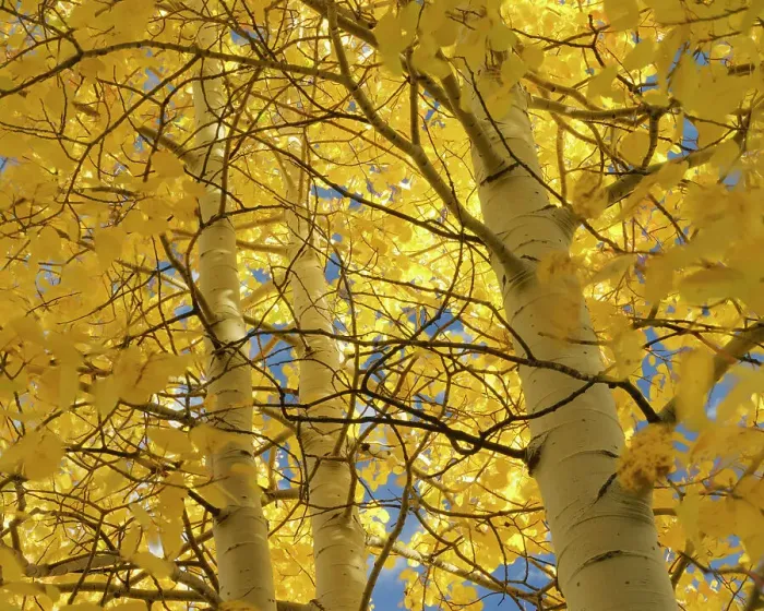 Framed Print : Looking up through the quaking aspen, fall season, Sandia Mountains, Cibola National Forest, New Mexico