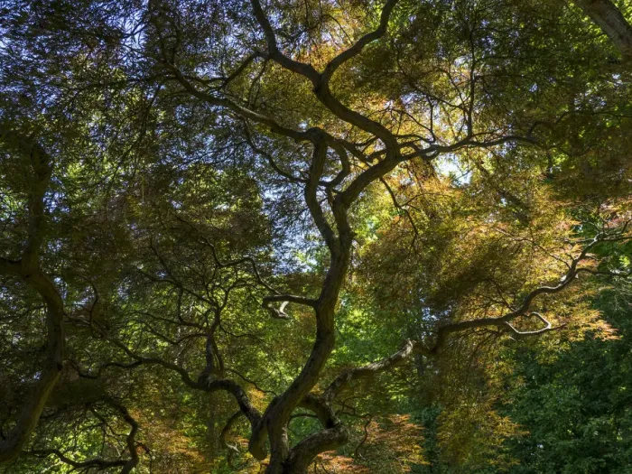 Framed Print : Looking up at the sky through a Japanese maple Framed Print : Looking up at the sky through a Japanese maple