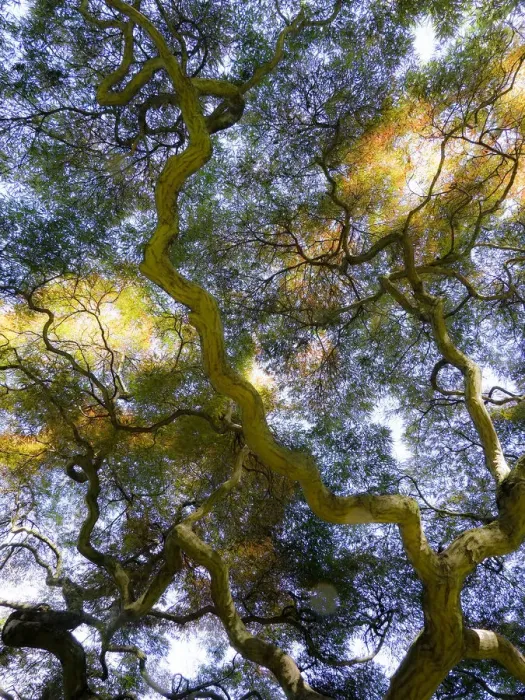 Framed Print : Looking up at the sky through a Japanese maple Framed Print : Looking up at the sky through a Japanese maple