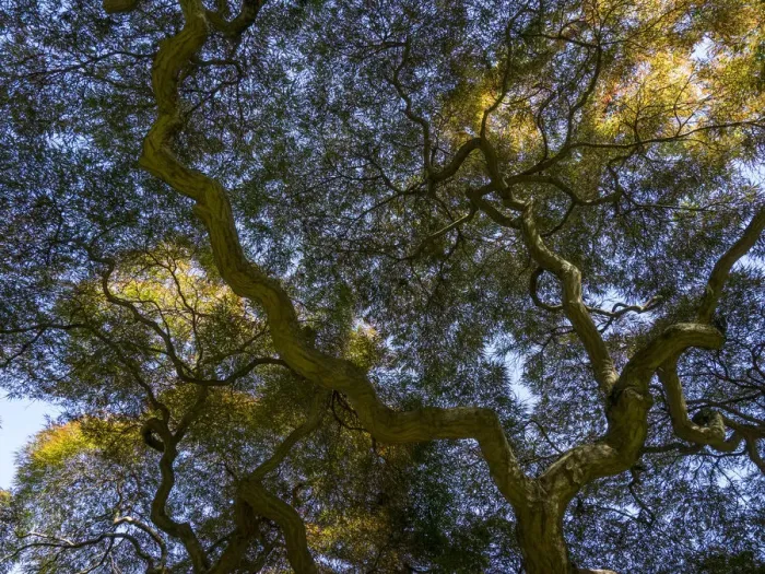 Framed Print : Looking up at the sky through a Japanese maple Framed Print : Looking up at the sky through a Japanese maple