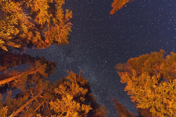 Looking up at starry skies from my campsite at Two Medicine in Glacier National Park