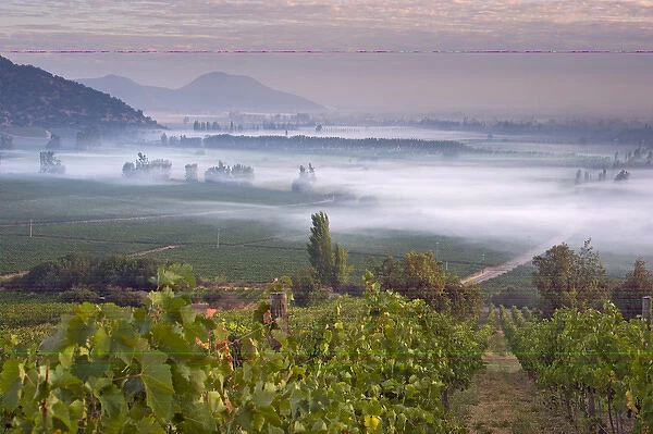 Looking across Syrah vines, early morning fog over the Haras de Pirque vineyards