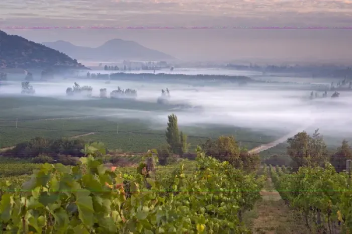 Framed Print : Looking across Syrah vines, early morning fog over the Haras de Pirque vineyards Framed Print : Looking across Syrah vines, early morning fog over the Haras de Pirque vineyards