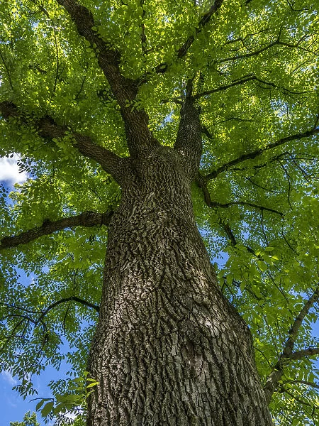 Looking up at a very tall and old tree