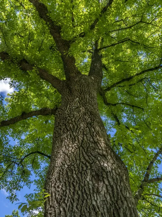 Framed Print : Looking up at a very tall and old tree Framed Print : Looking up at a very tall and old tree