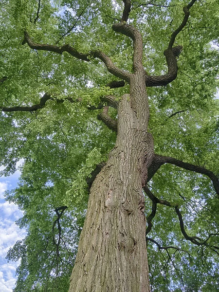 Looking up at a very tall and old tree